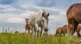 Balade à cheval entre la Loire et la forêt d’Orléans ! Crédit photo : envato
